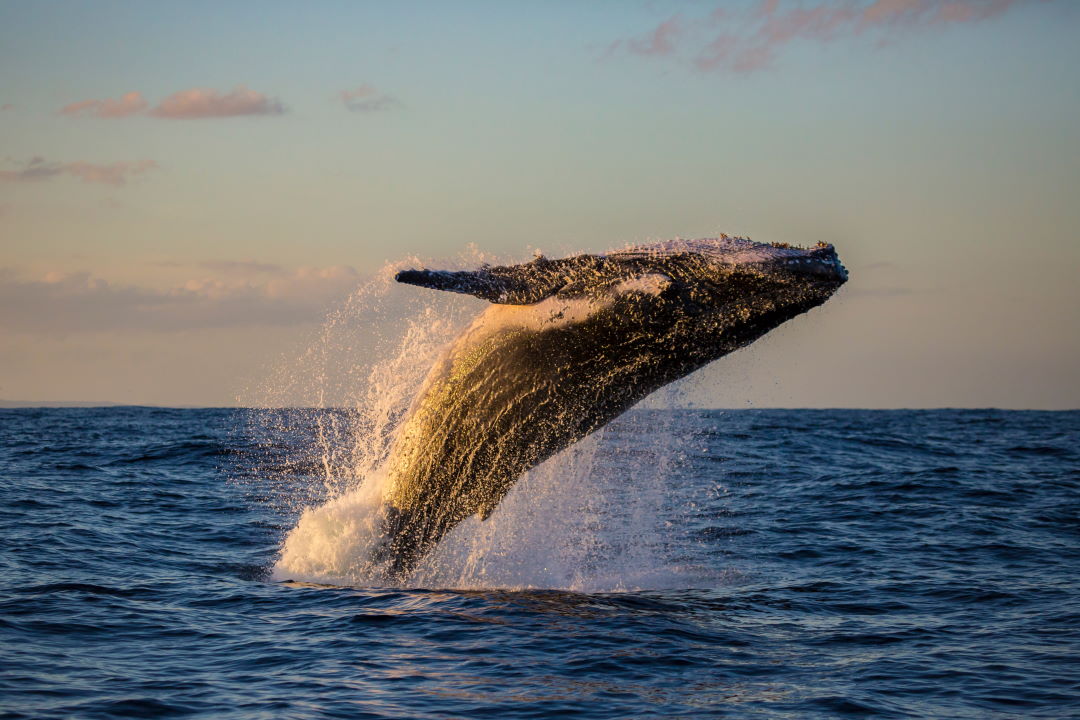 whale watching